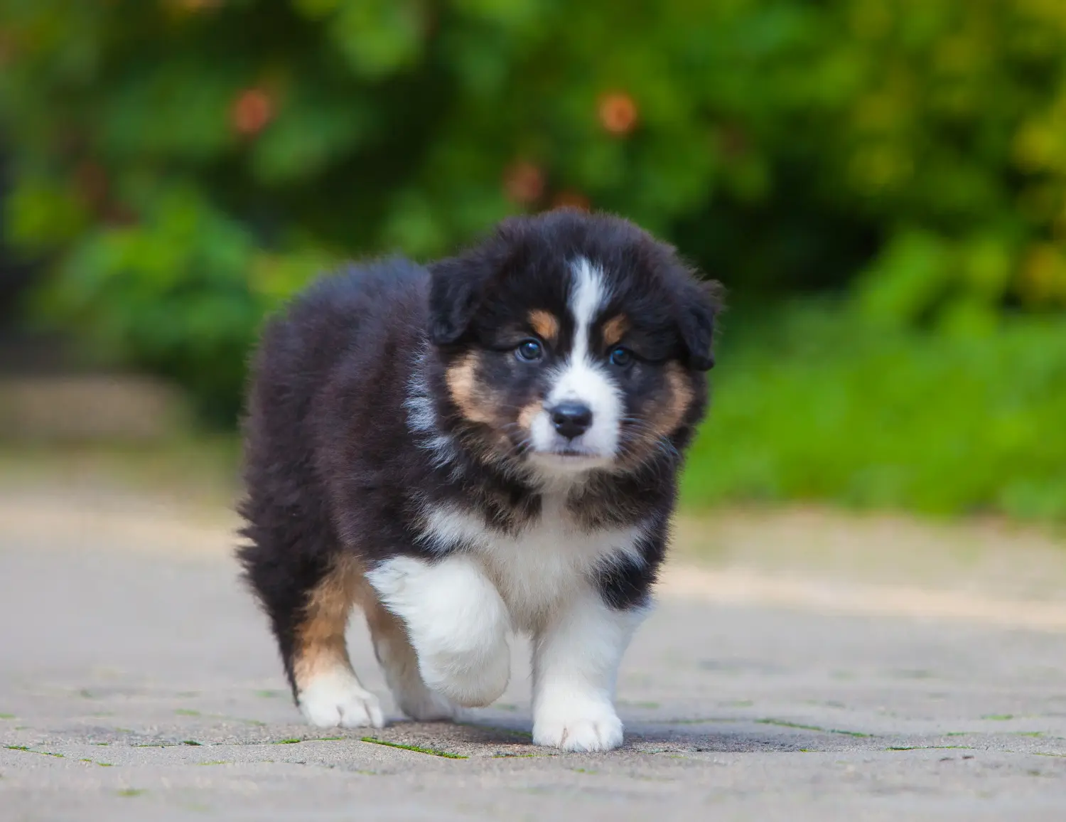 Einen Australian Shepherd Welpen zu kaufen, bedeutet Verantwortung zu übernehmen! Australian Shepherd Welpen kaufen.