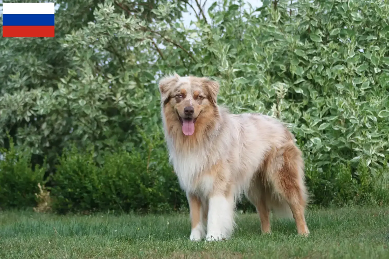 Australian Shepherd Welpen und Züchter Russland Hier findest Du Australian Shepherds Züchter in Russland.