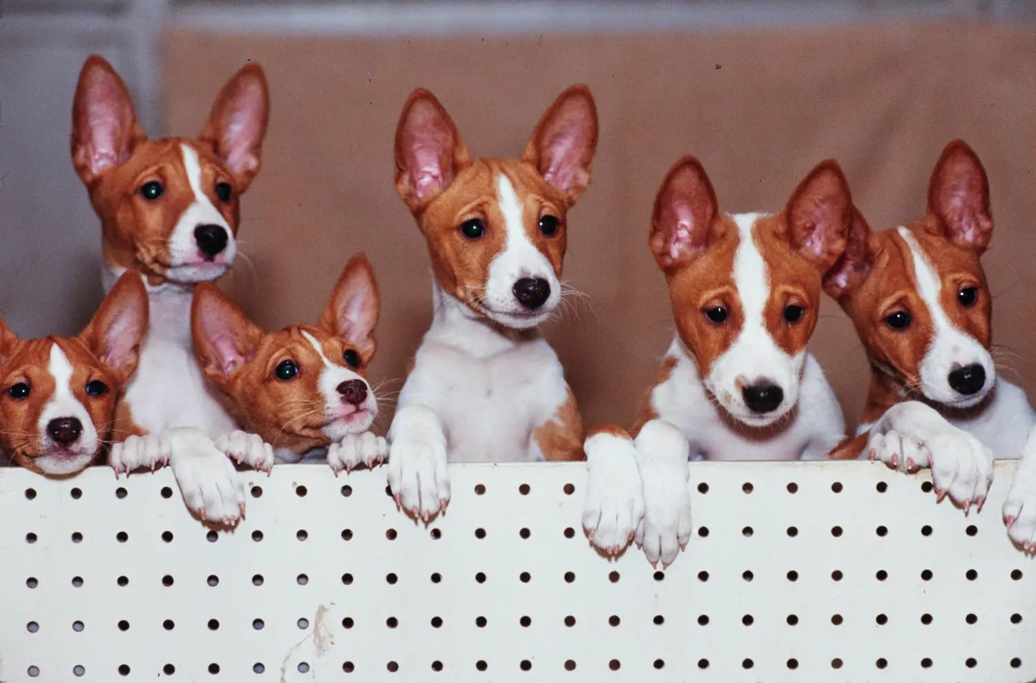 Einen Basenji Welpen zu kaufen, bedeutet Verantwortung zu übernehmen! Basenji Welpen kaufen.