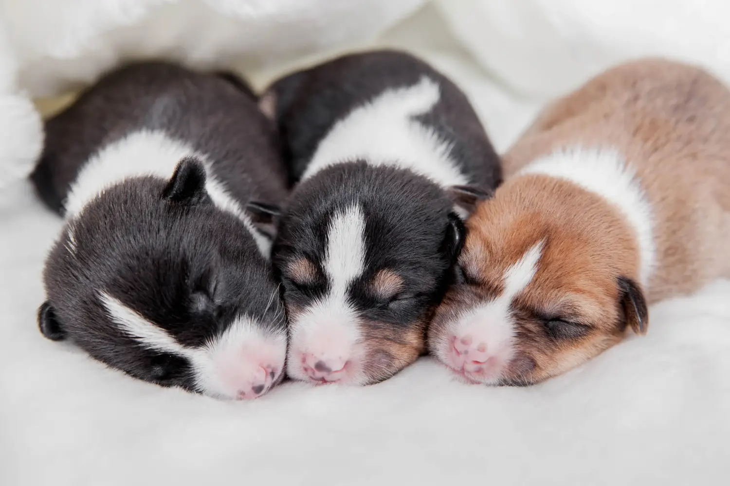Einen Basenji Welpen zu kaufen, bedeutet Verantwortung zu übernehmen! Basenji Welpen kaufen.