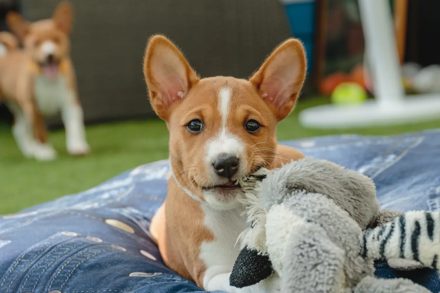 Einen Basenji Welpen zu kaufen, bedeutet Verantwortung zu übernehmen! Basenji Welpen kaufen.