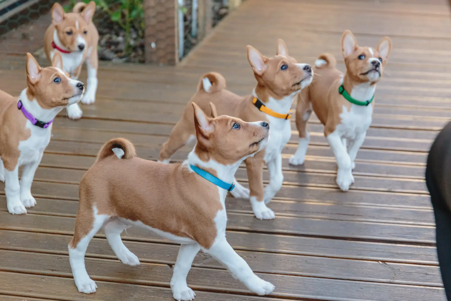 Einen Basenji Welpen zu kaufen, bedeutet Verantwortung zu übernehmen! Basenji Welpen kaufen.