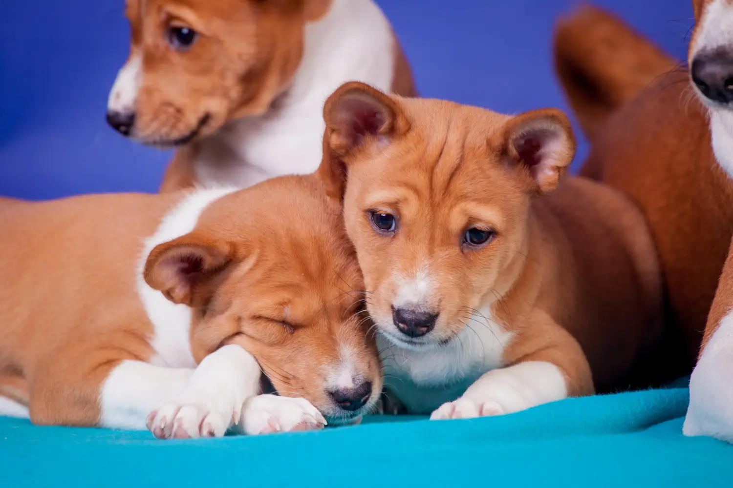 Einen Basenji Welpen zu kaufen, bedeutet Verantwortung zu übernehmen! Basenji Welpen kaufen.