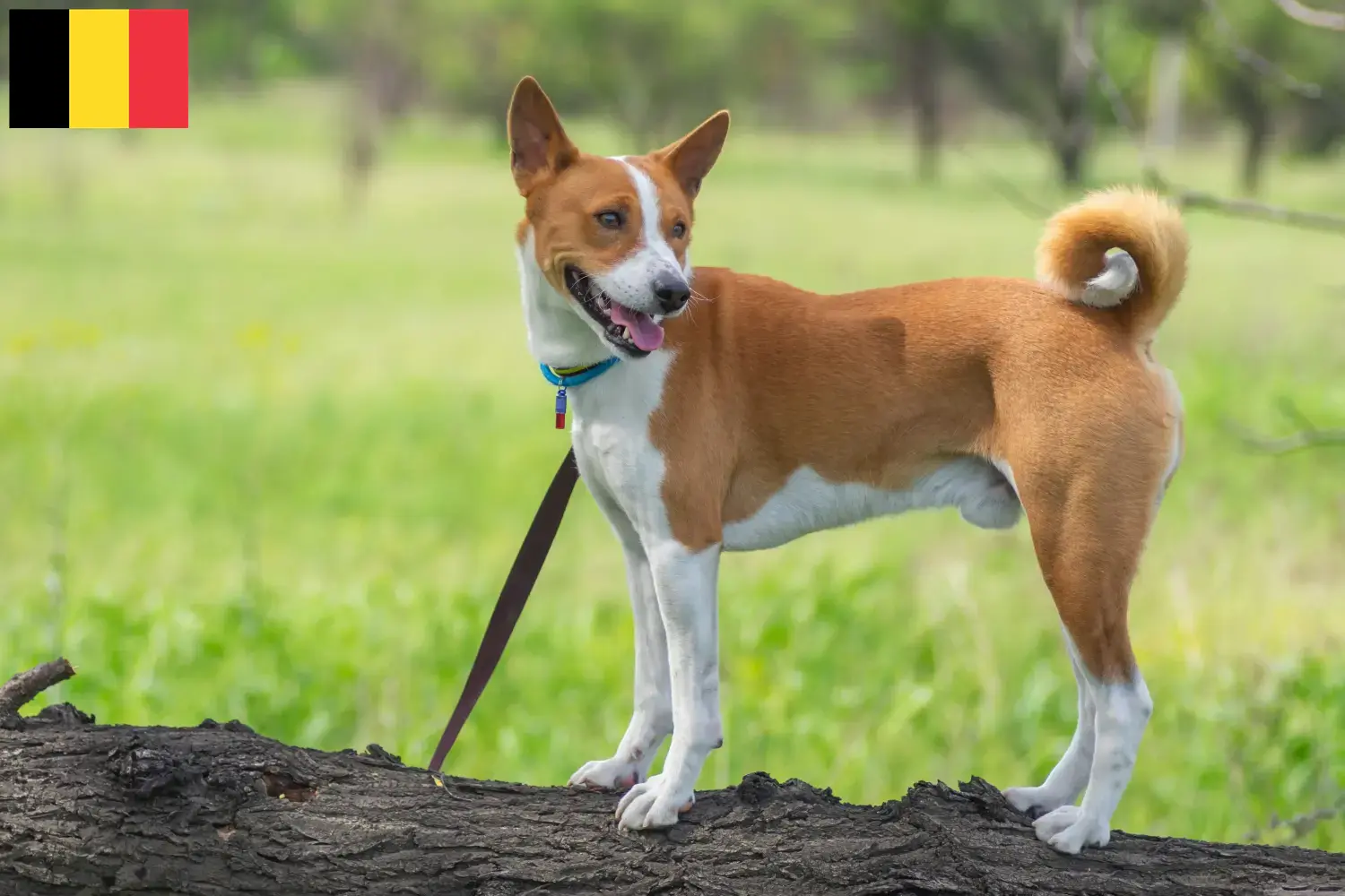 Basenji Welpen und Züchter Belgien Hier findest Du Basenjis Züchter in Belgien.