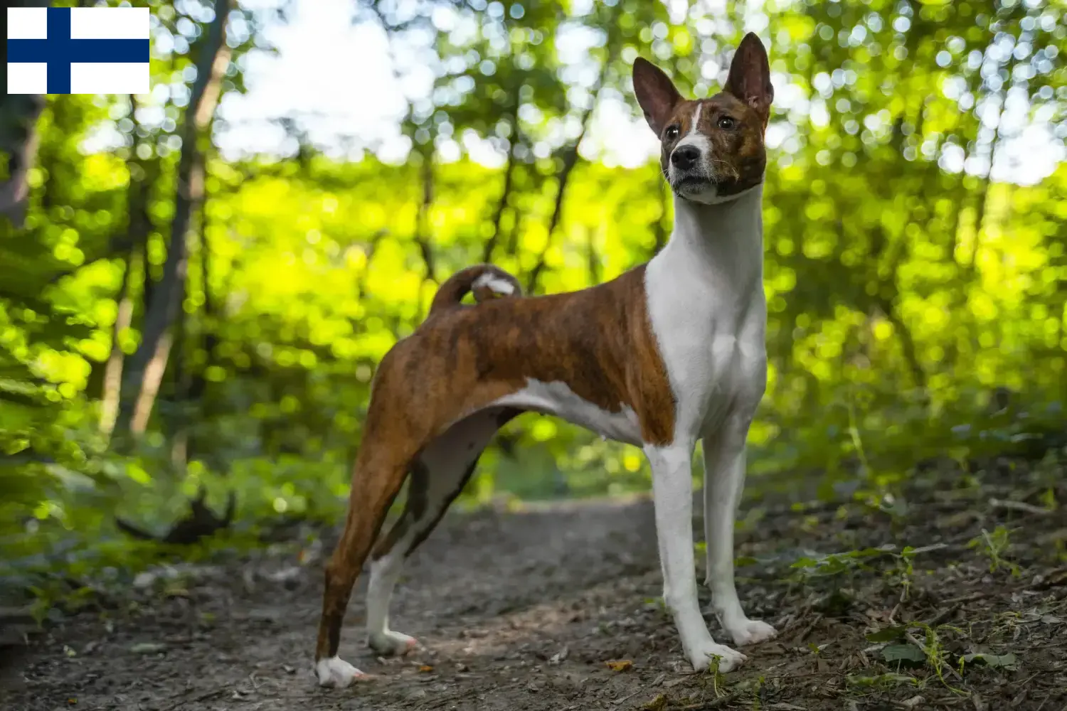 Basenji Welpen und Züchter Finnland Hier findest Du Basenjis Züchter in Finnland.