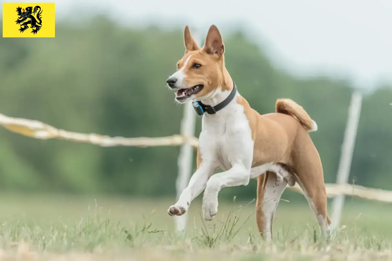 Basenji Welpen und Züchter Flandern Hier findest Du Basenjis Züchter in Flandern.