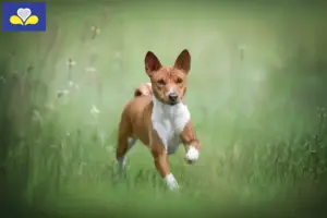 Mehr über den Artikel erfahren Basenji Züchter und Welpen in Region Brüssel-Hauptstadt