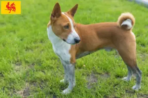 Mehr über den Artikel erfahren Basenji Züchter und Welpen in Wallonische Region