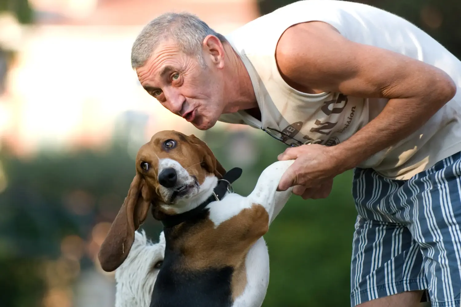 Basset Artésien Normand - Meine Liebe zu dieser Hunderasse. Warum ich Basset Artésien Normand liebe