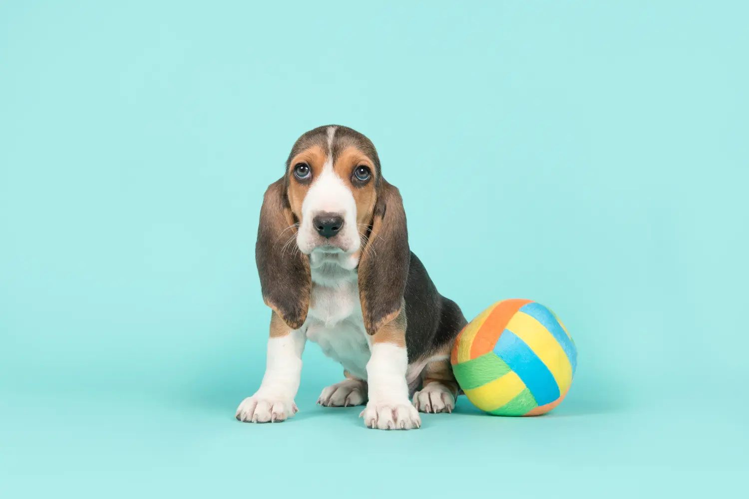 Einen Basset Artésien Normand Welpen zu kaufen, bedeutet Verantwortung zu übernehmen! Basset Artésien Normand Welpen kaufen.