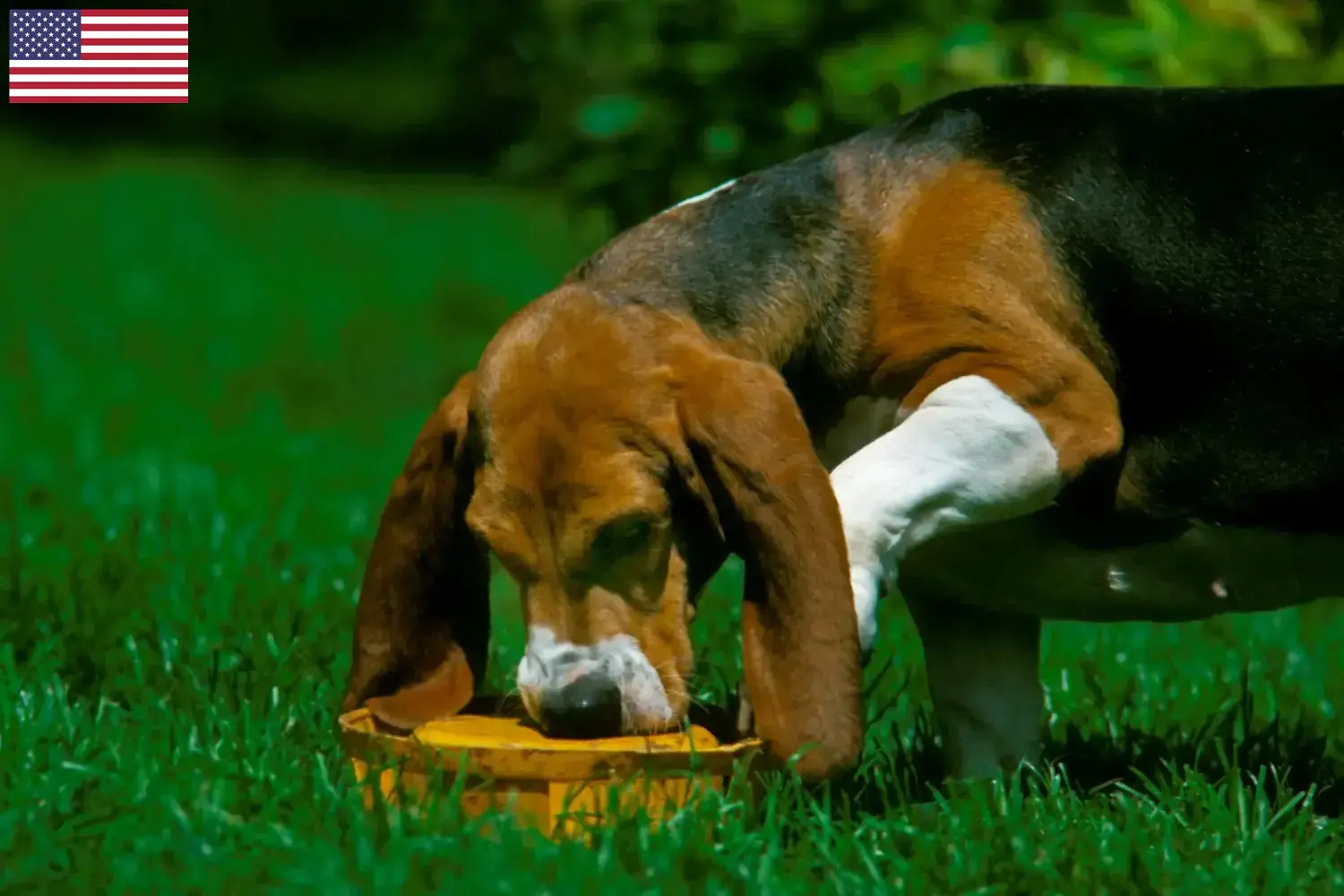 Basset Artésien Normand Welpen und Züchter USA Hier findest Du Basset Artésien Normands Züchter in den USA.