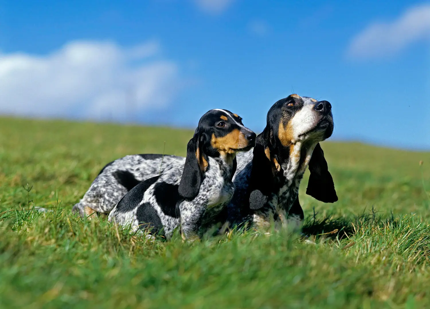 Einen Basset bleu de Gascogne Welpen zu kaufen, bedeutet Verantwortung zu übernehmen! Basset bleu de Gascogne Welpen kaufen.