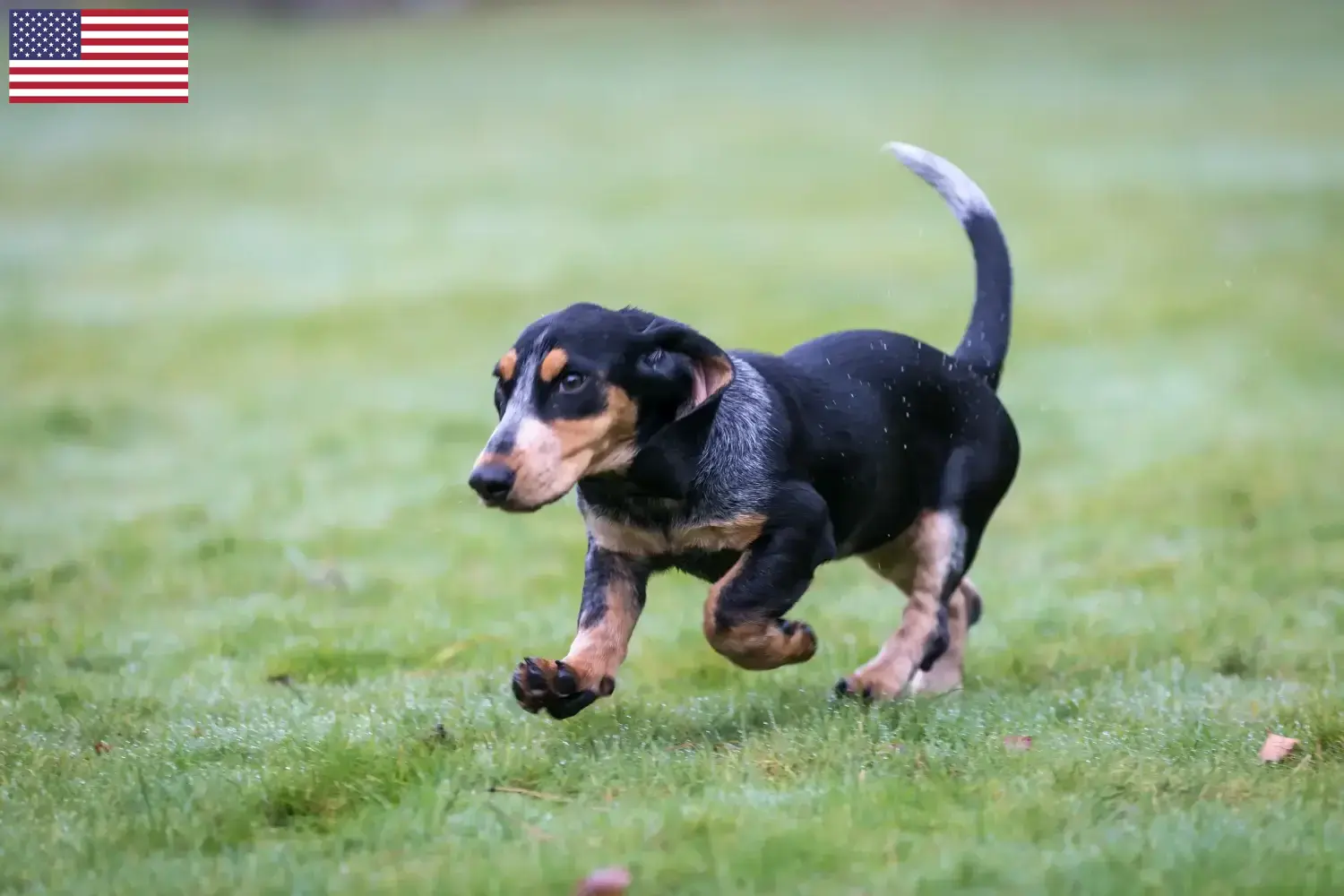 Basset bleu de Gascogne Welpen und Züchter USA Hier findest Du Basset bleu de Gascognes Züchter in den USA.