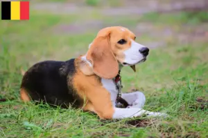 Mehr über den Artikel erfahren Beagle Harrier Züchter und Welpen in Belgien