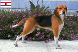Mehr über den Artikel erfahren Beagle Harrier Züchter und Welpen in Drenthe