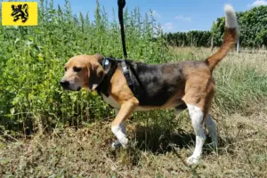Mehr über den Artikel erfahren Beagle Harrier Züchter und Welpen in Flandern