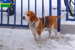 Mehr über den Artikel erfahren Beagle Harrier Züchter und Welpen in Flevoland
