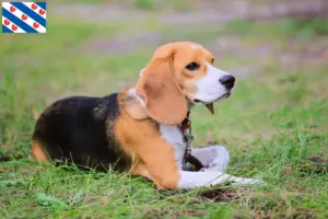Mehr über den Artikel erfahren Beagle Harrier Züchter und Welpen in Friesland