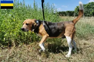 Mehr über den Artikel erfahren Beagle Harrier Züchter und Welpen in Gelderland