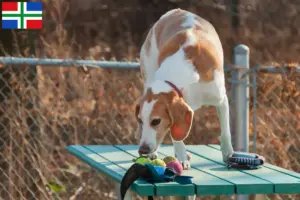 Mehr über den Artikel erfahren Beagle Harrier Züchter und Welpen in Groningen