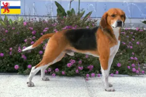 Mehr über den Artikel erfahren Beagle Harrier Züchter und Welpen in Limburg