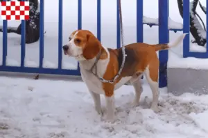 Mehr über den Artikel erfahren Beagle Harrier Züchter und Welpen in Nordbrabant