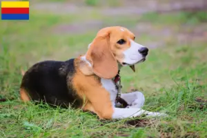 Mehr über den Artikel erfahren Beagle Harrier Züchter und Welpen in Nordholland