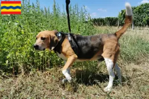 Mehr über den Artikel erfahren Beagle Harrier Züchter und Welpen in Overijssel