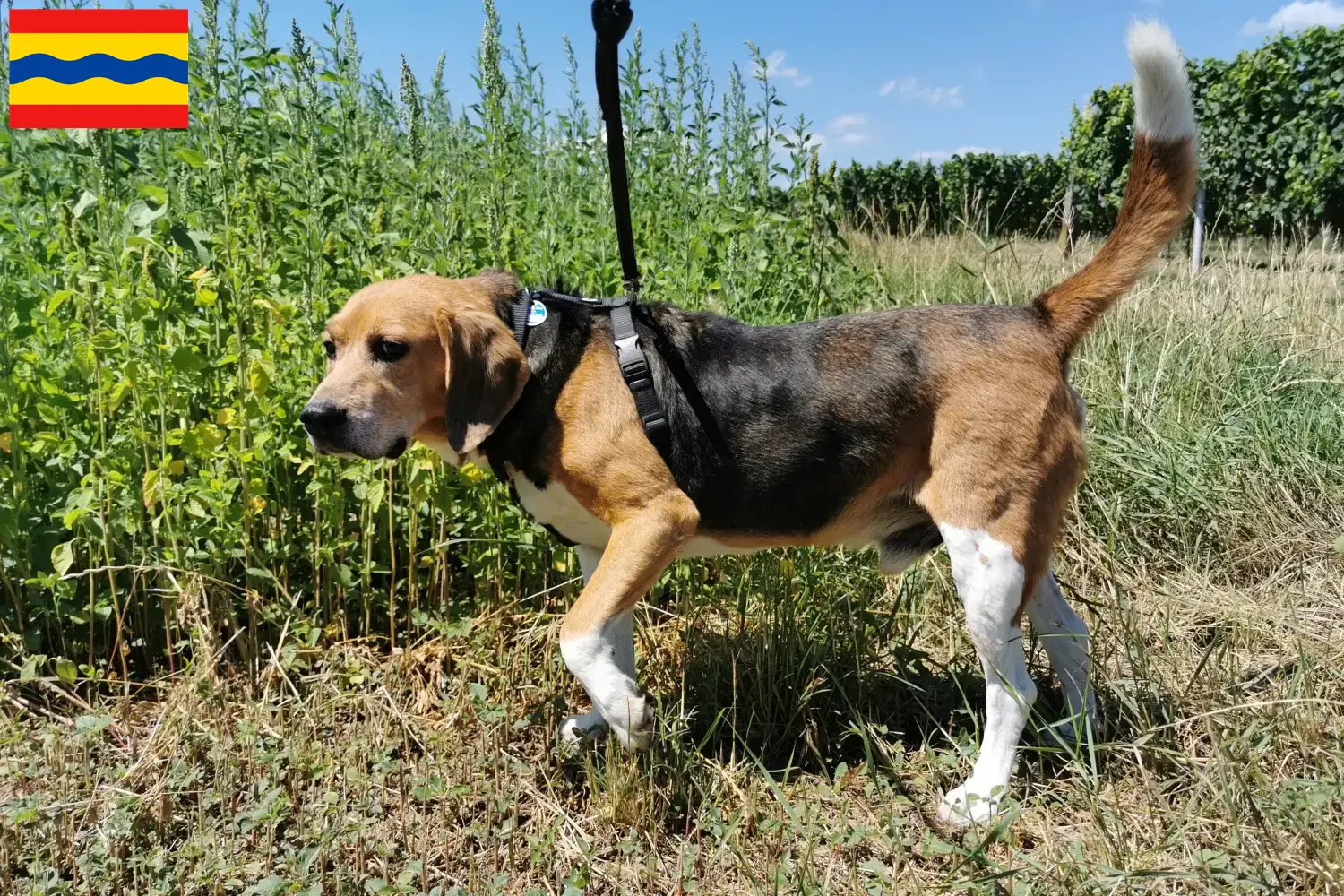 Beagle Harrier Welpen und Züchter Overijssel Hier findest Du Beagle Harrier Züchter in Overijssel.