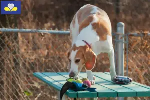 Mehr über den Artikel erfahren Beagle Harrier Züchter und Welpen in Region Brüssel-Hauptstadt