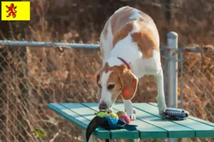 Mehr über den Artikel erfahren Beagle Harrier Züchter und Welpen in Südholland