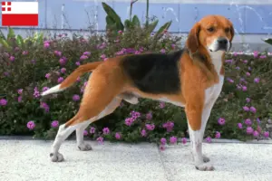 Mehr über den Artikel erfahren Beagle Harrier Züchter und Welpen in Utrecht