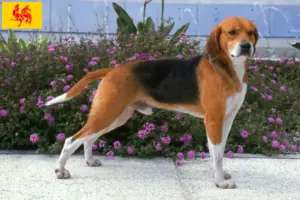 Mehr über den Artikel erfahren Beagle Harrier Züchter und Welpen in Wallonische Region
