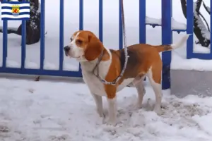 Mehr über den Artikel erfahren Beagle Harrier Züchter und Welpen in Zeeland