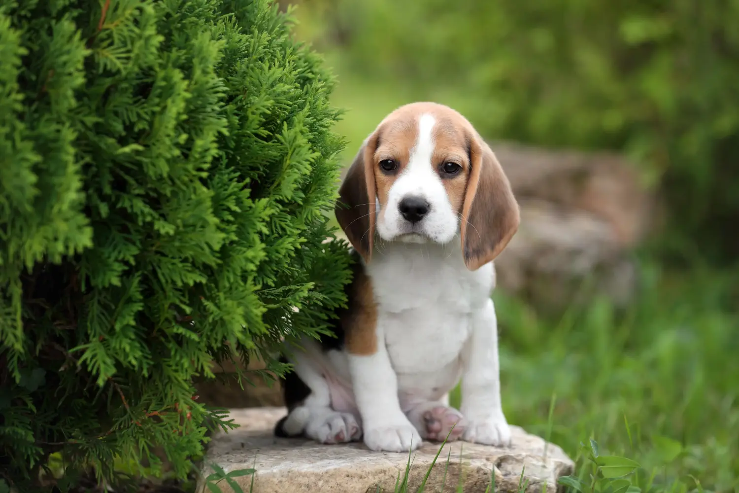 Einen Beagle Welpen zu kaufen, bedeutet Verantwortung zu übernehmen! Beagle Welpen kaufen.