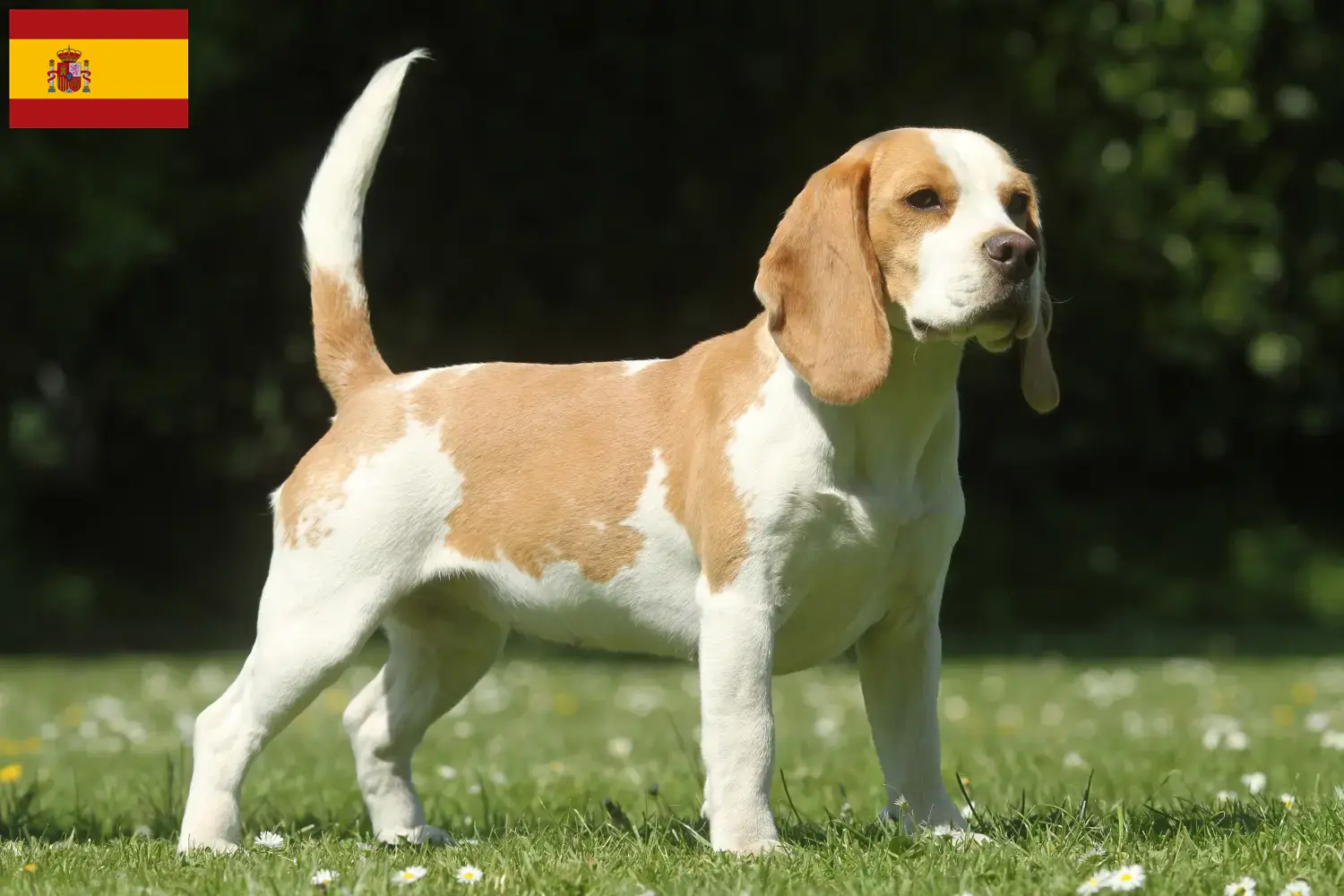 Beagle Welpen und Züchter Spanien Hier findest Du Beagle Züchter in Spanien.