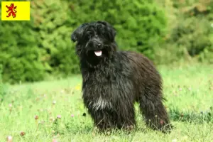 Mehr über den Artikel erfahren Berger des Pyrenees Züchter und Welpen in Südholland