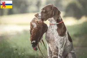 Mehr über den Artikel erfahren Braque français type Gascogne Züchter und Welpen in Limburg