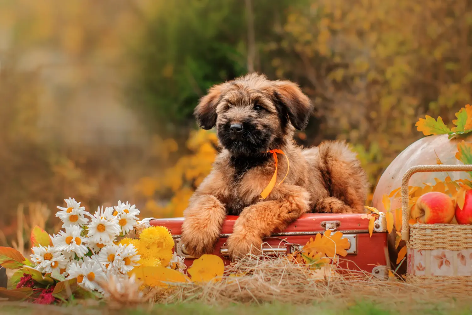 Einen Briard Welpen zu kaufen, bedeutet Verantwortung zu übernehmen! Briard Welpen kaufen.