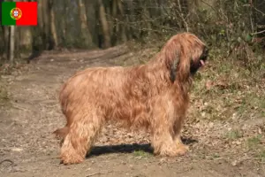 Mehr über den Artikel erfahren Briard Züchter und Welpen in Portugal