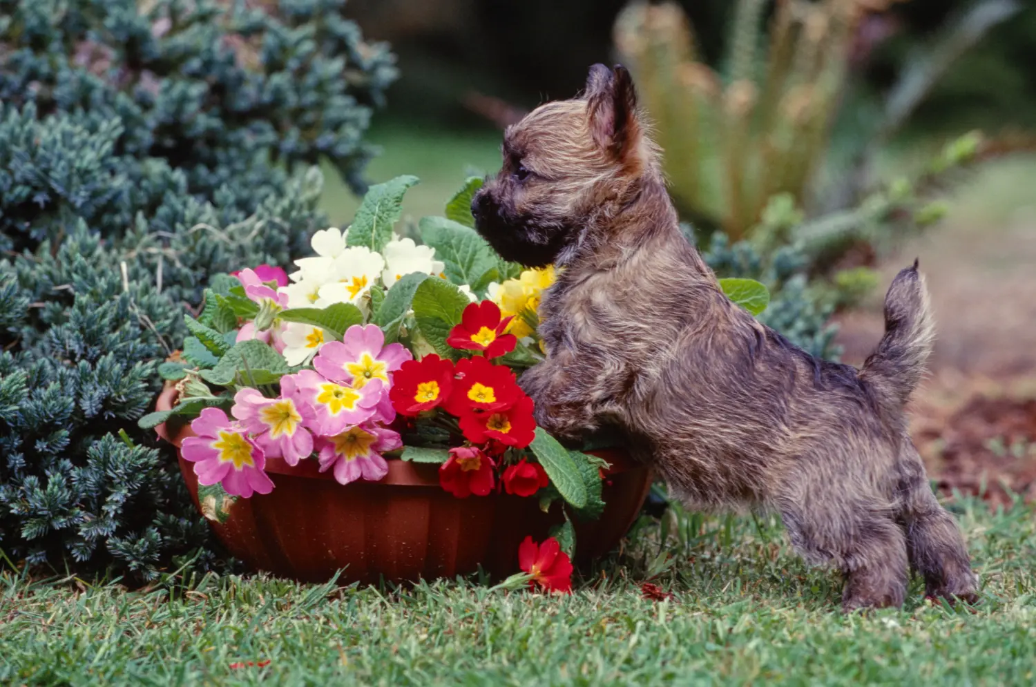 Einen Cairn Terrier Welpen zu kaufen, bedeutet Verantwortung zu übernehmen! Cairn Terrier Welpen kaufen.