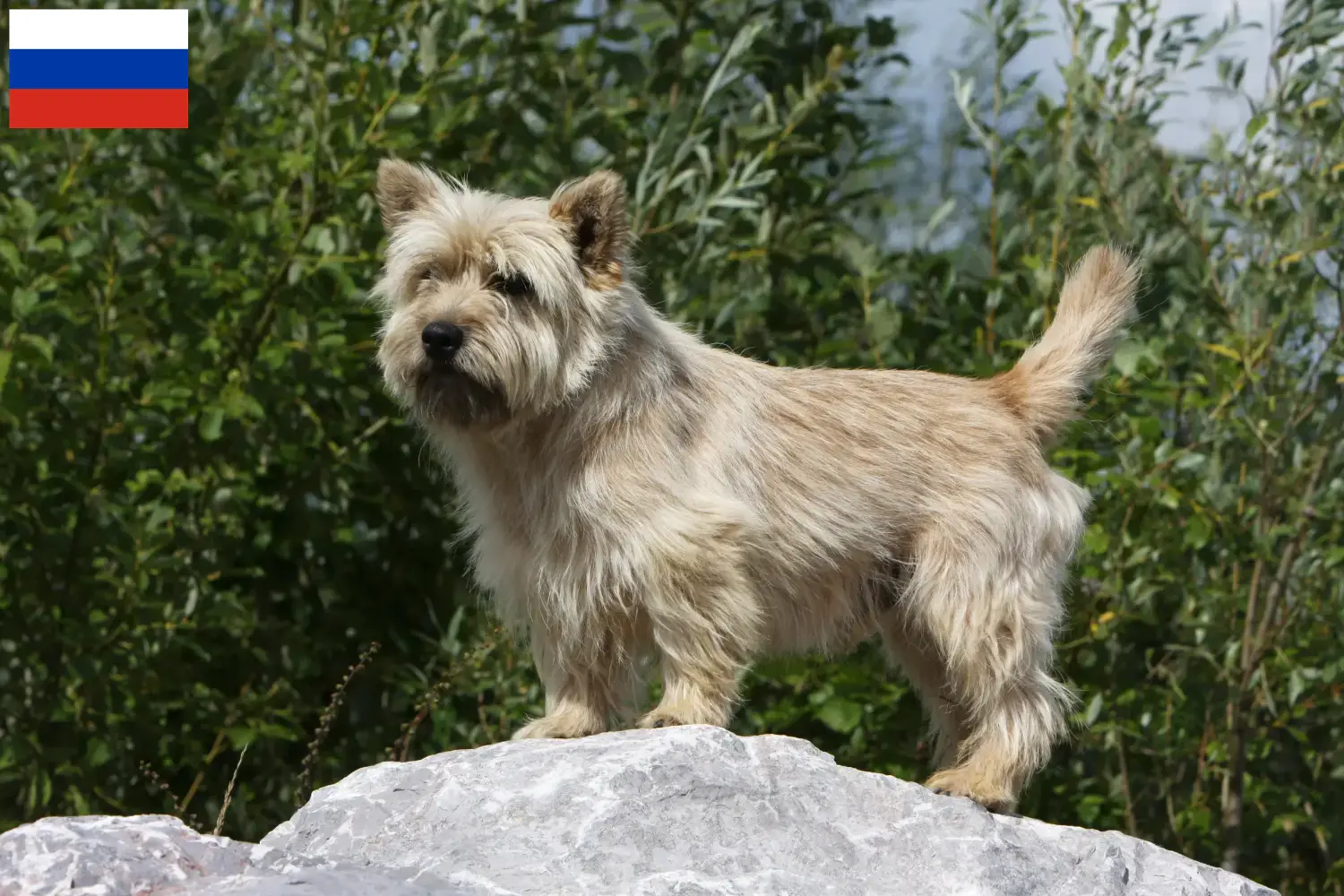 Cairn Terrier Welpen und Züchter Russland Hier findest Du Cairn Terrier Züchter in Russland.