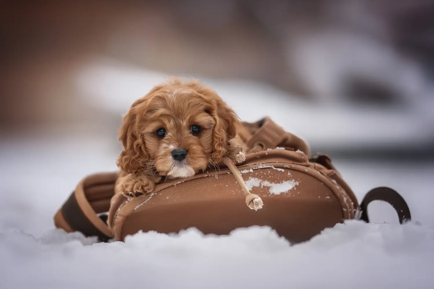 Einen Cavoodle Welpen zu kaufen, bedeutet Verantwortung zu übernehmen! Cavoodle Welpen kaufen.