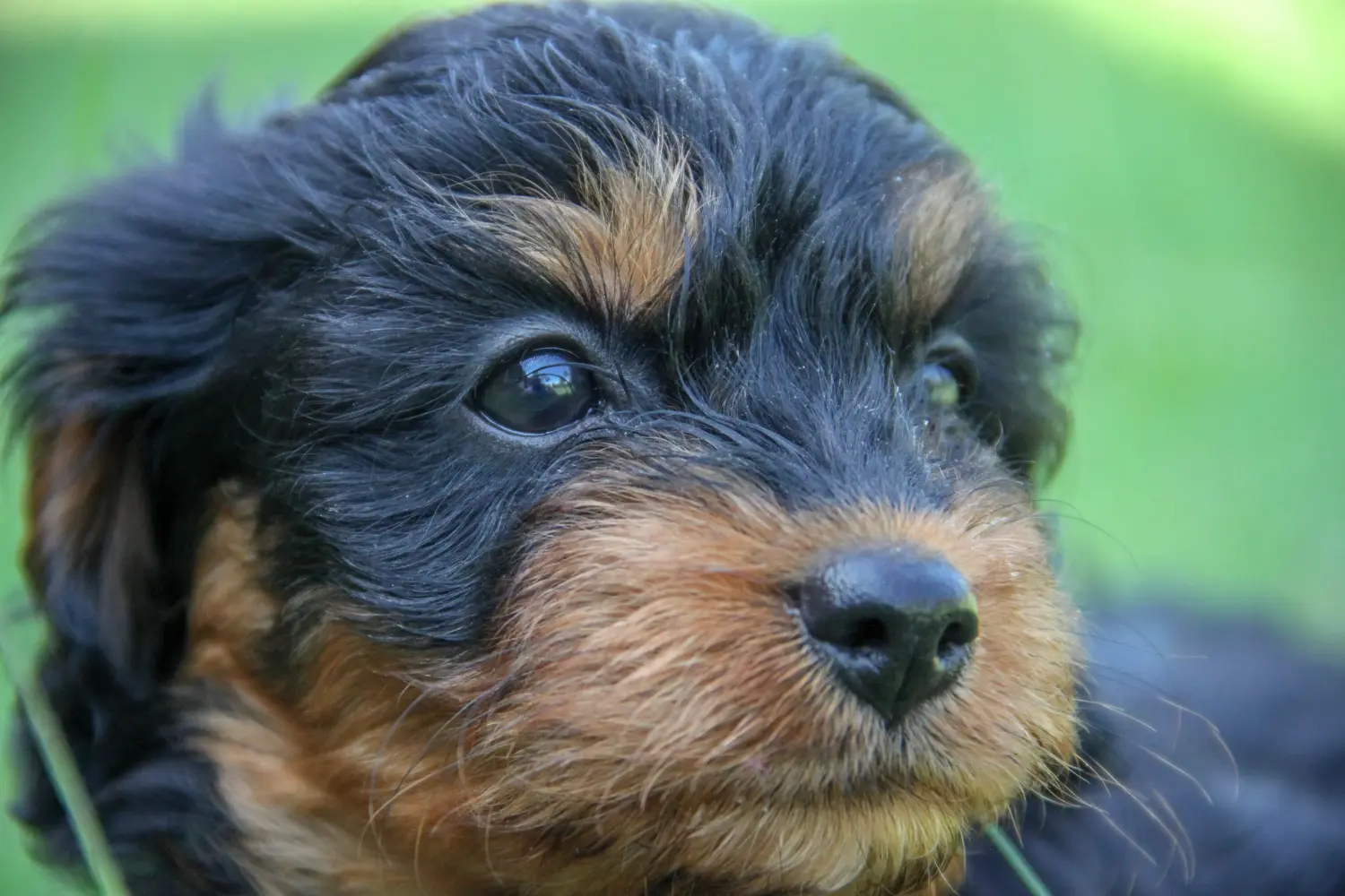 Einen Cavoodle Welpen zu kaufen, bedeutet Verantwortung zu übernehmen! Cavoodle Welpen kaufen.