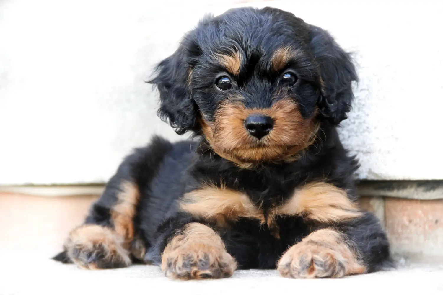 Einen Cavoodle Welpen zu kaufen, bedeutet Verantwortung zu übernehmen! Cavoodle Welpen kaufen.