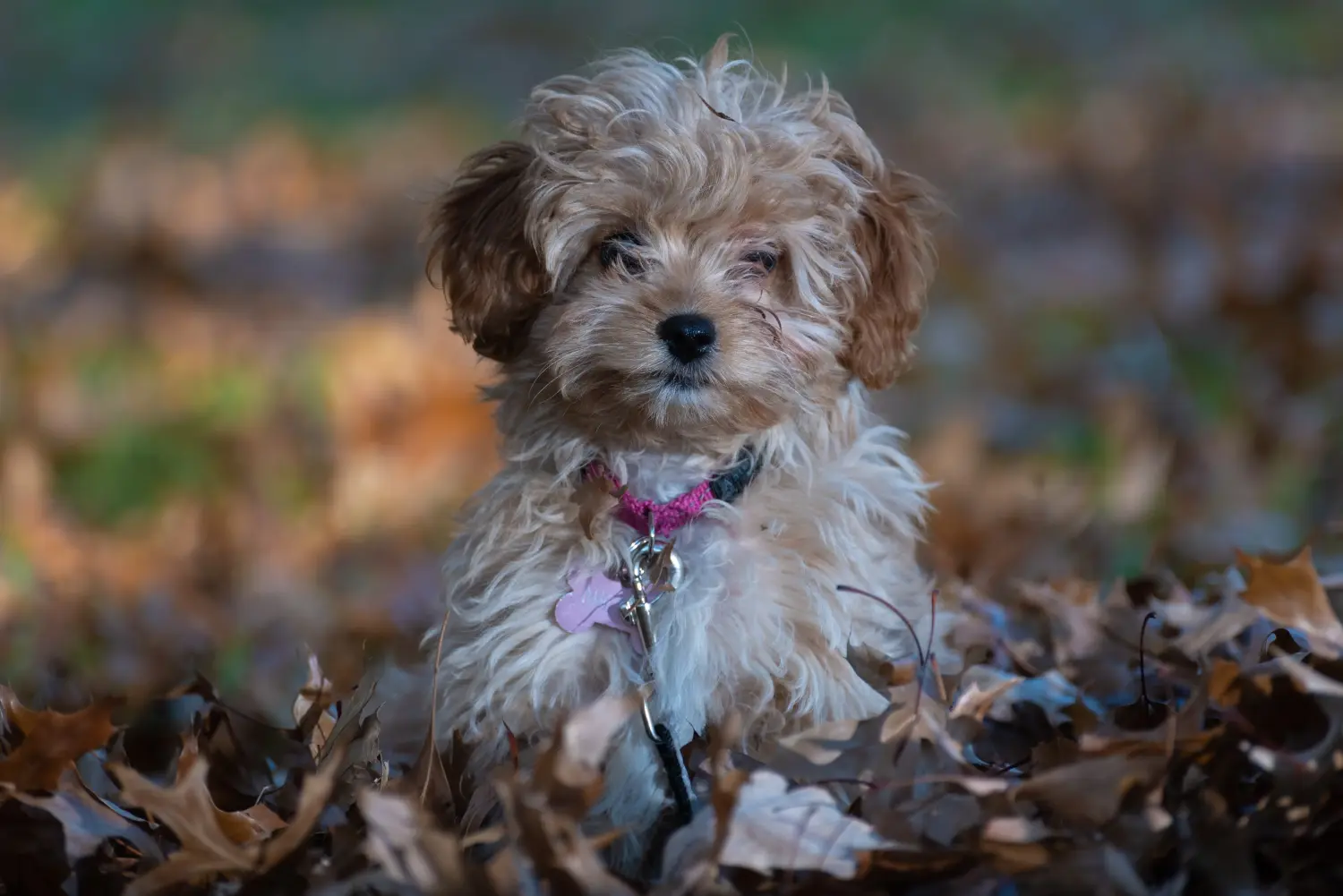 Einen Cavoodle Welpen zu kaufen, bedeutet Verantwortung zu übernehmen! Cavoodle Welpen kaufen.