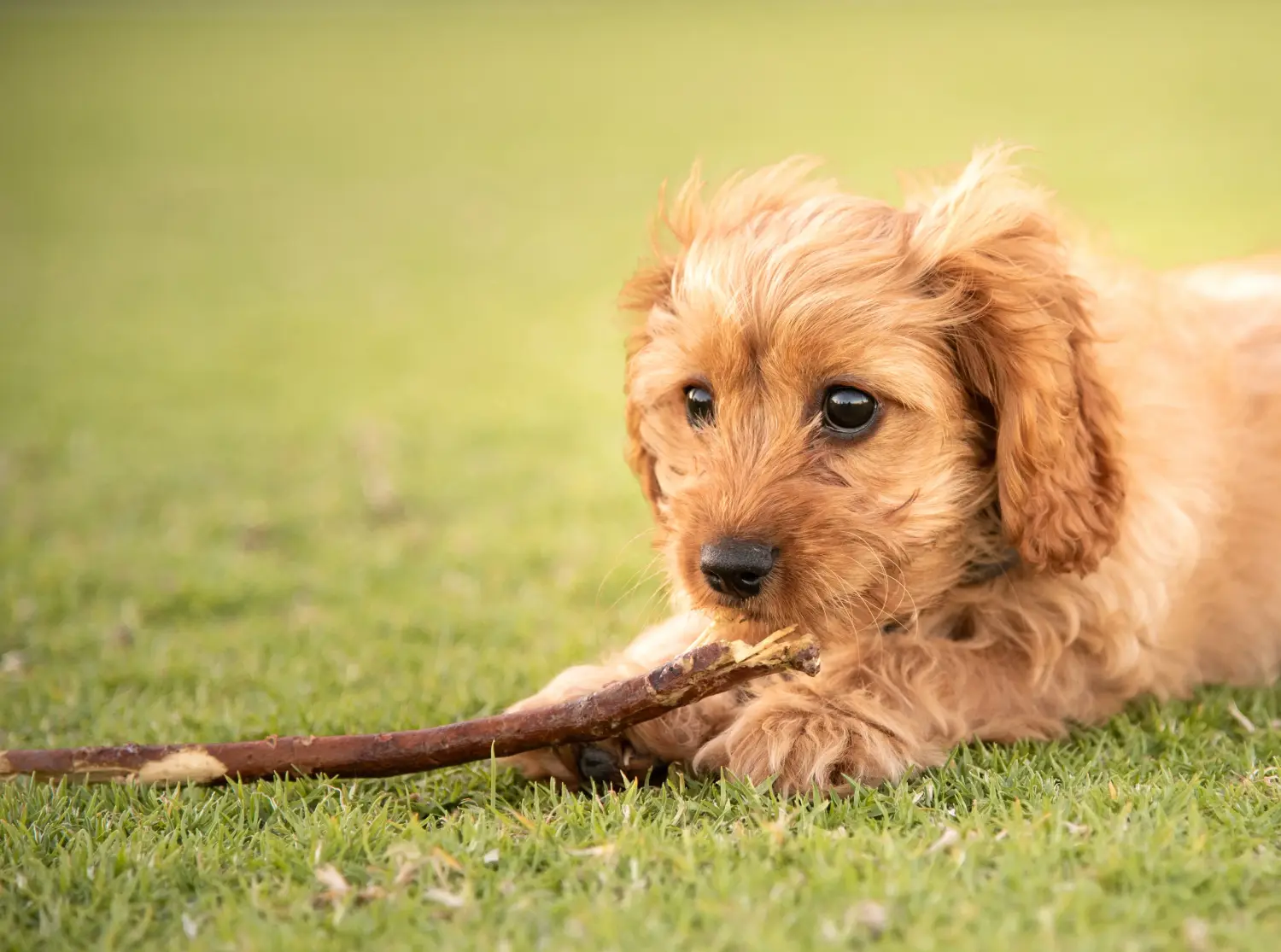 Einen Cavoodle Welpen zu kaufen, bedeutet Verantwortung zu übernehmen! Cavoodle Welpen kaufen.