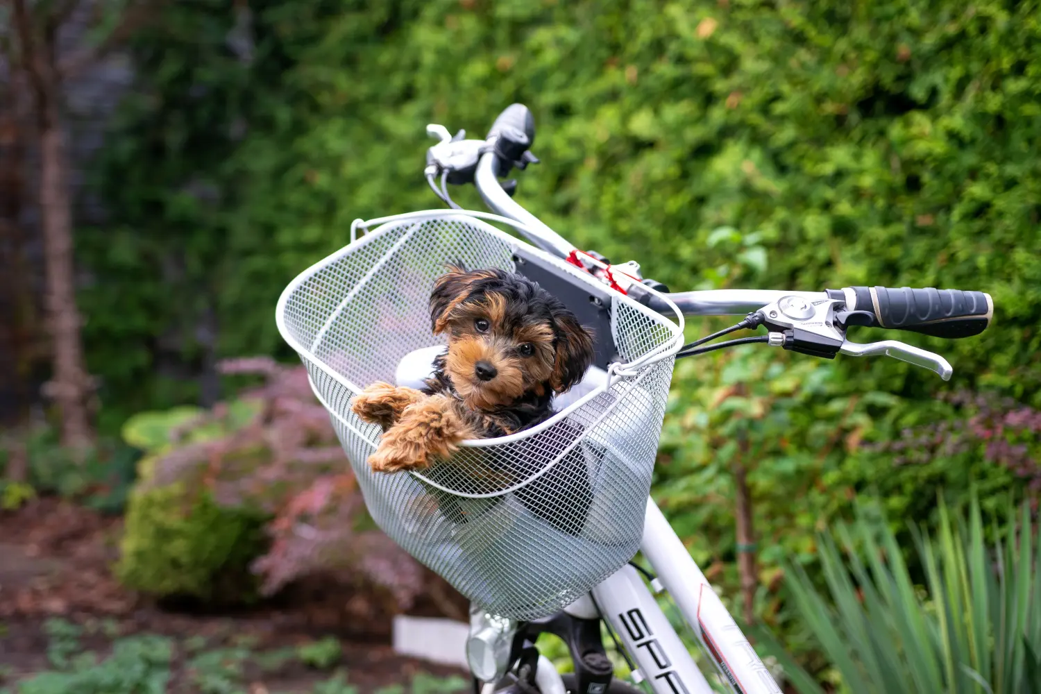 Einen Cavoodle Welpen zu kaufen, bedeutet Verantwortung zu übernehmen! Cavoodle Welpen kaufen.