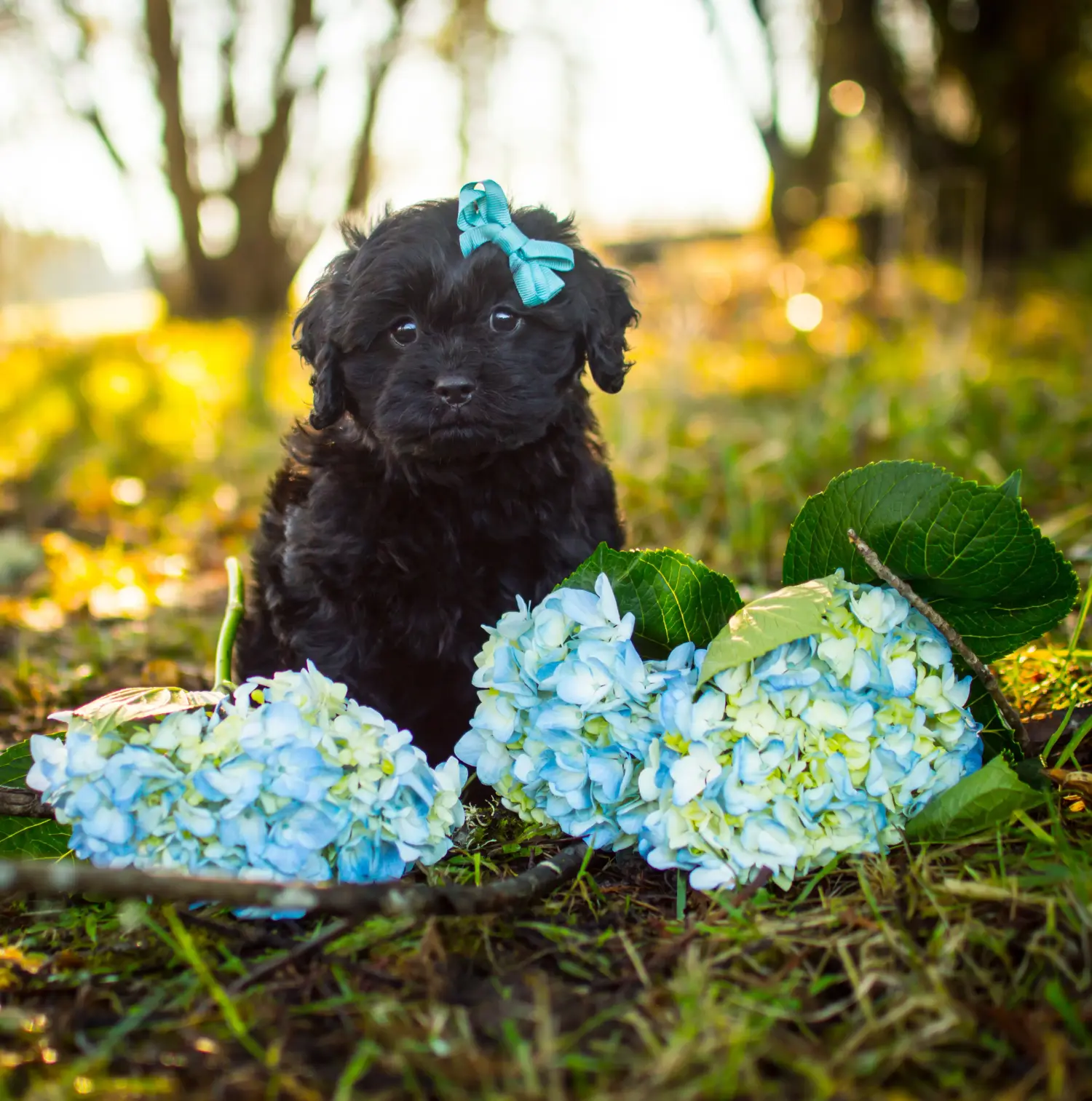 Einen Cavoodle Welpen zu kaufen, bedeutet Verantwortung zu übernehmen! Cavoodle Welpen kaufen.