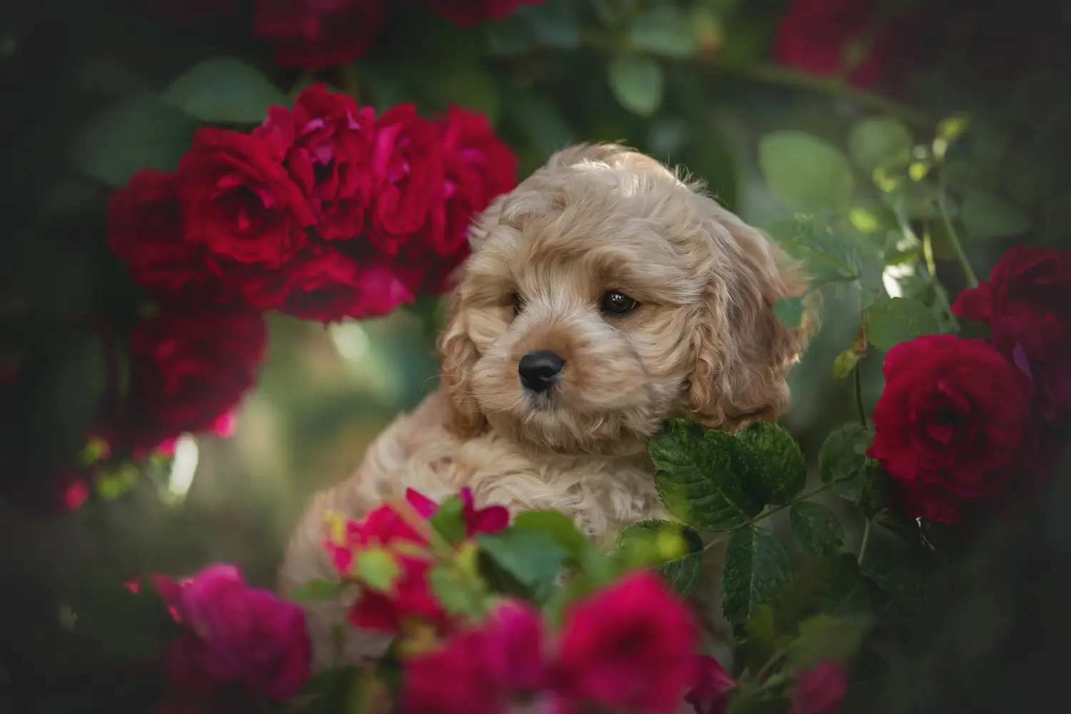 Einen Cavoodle Welpen zu kaufen, bedeutet Verantwortung zu übernehmen! Cavoodle Welpen kaufen.